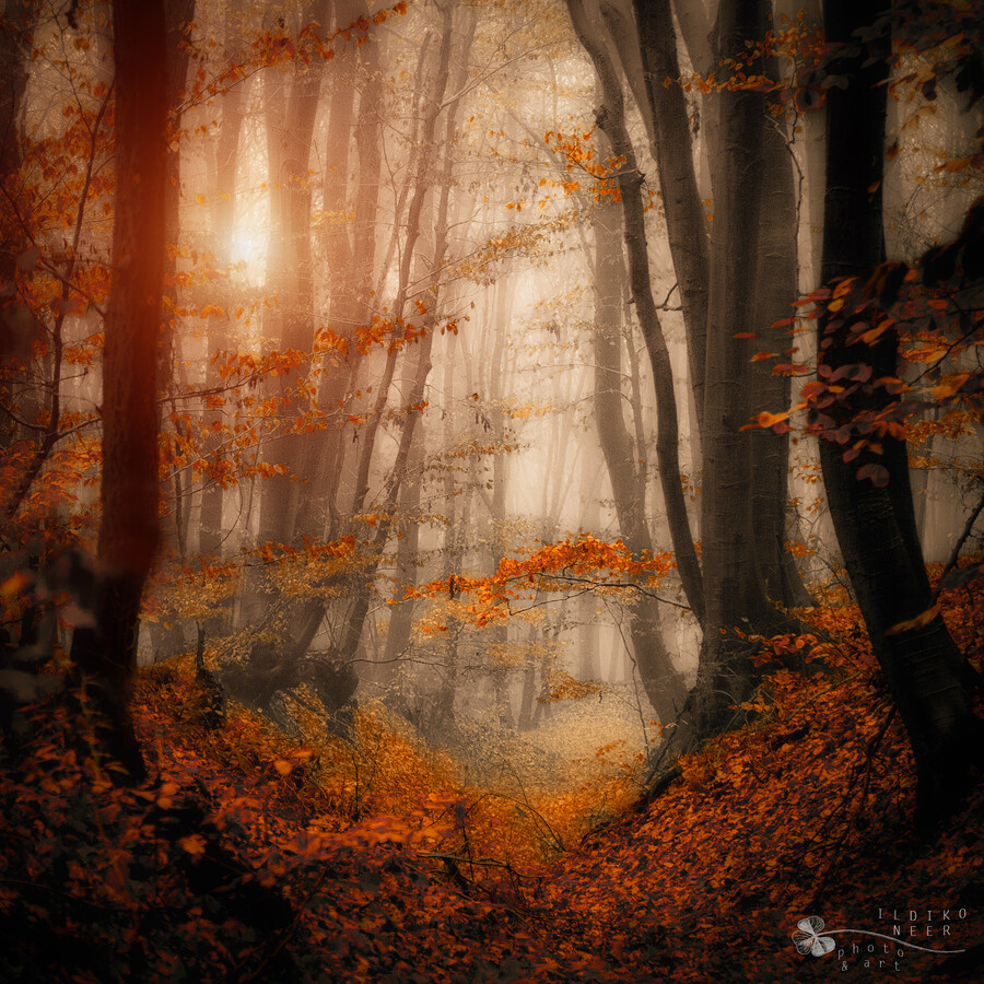 Photograph Enchanted path by Ildiko Neer on 500px