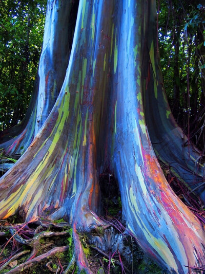 This form of eucalyptus tree grows in Maui rainforests where the bark peels back to reveal a gorgeous range of colors.