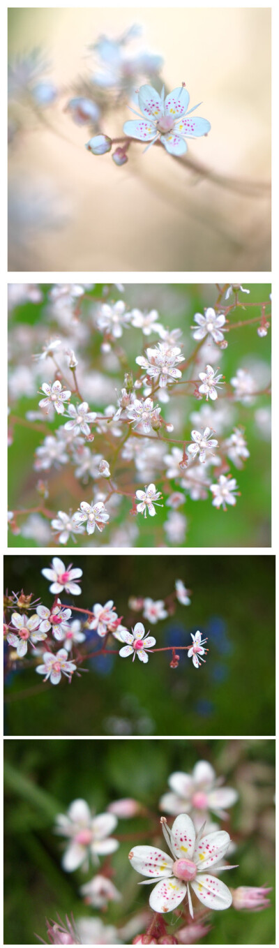 #植物秀#阴地虎耳草 Saxifraga x urbium 植物是世间沉默的精灵 转采自 美乐棵MiracleGro 的 园艺生活