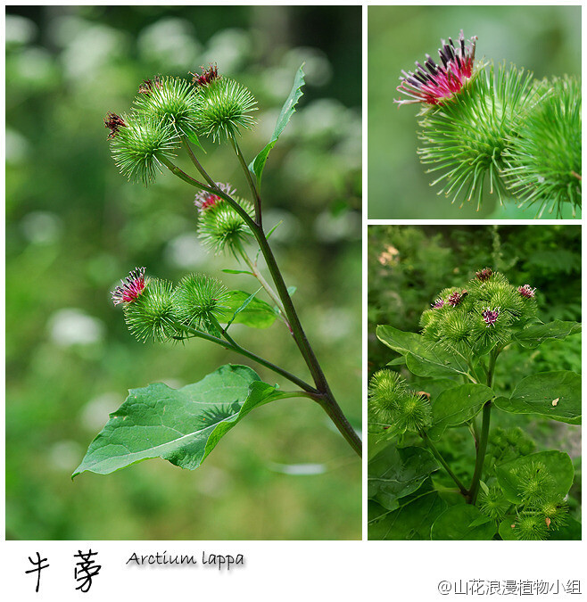 牛蒡，菊科，牛蒡属。热爱料理的同学们有没有想吃牛蒡的冲动？不过，我国民间很少把牛蒡当作野菜来吃。唔，这货的刺儿头模样也有点让人心生畏惧。牛蒡的叶子也足够大，顶一片在头上就足以遮阳。生于山间林下的牛蒡在小龙门、玉渡山等地可见。（北京野花№166，8月27日，摄影 @天冬 ）