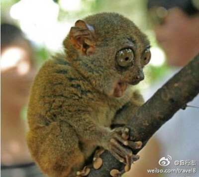 这种生物一生都会背负着这种惊讶的表情，它的名字叫“鸡冻猴”。。。