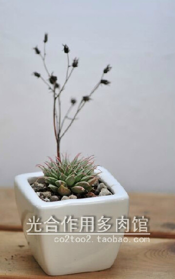 多肉植物组合 银星+zakka白方瓷盆。http://item.taobao.com/item.htm?spm=a1z10.3.17.52&id=15751841989&