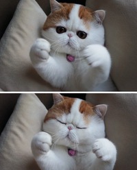 发呆这事，如果做的好就叫萌~~~做的不好，就很有可能睡着【来自宠物社区扑扑网www.poopur.com】