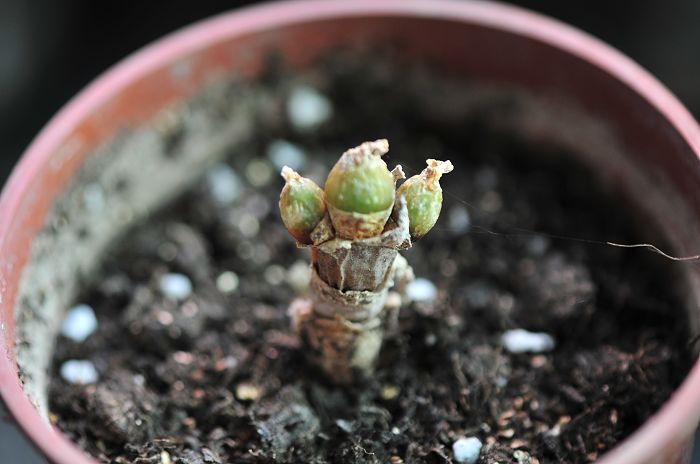 多肉植物 景天 碧光环 小兔子 三头