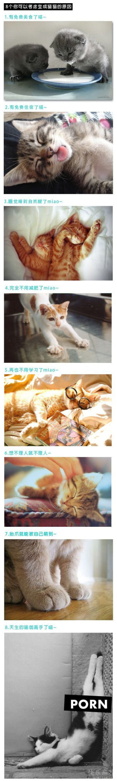 不用考虑，我想马上变成猫！