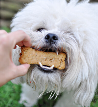 Biscuits for dog