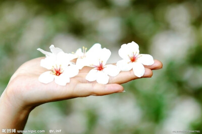 油桐花开