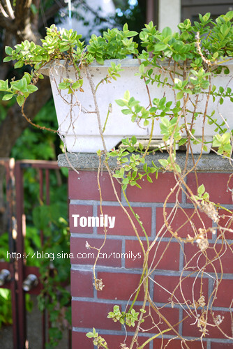 夏日里许多多肉植物都生长缓慢。倒是这种，垂吊墙头长得很惬意的样子。 http://blog.sina.com.cn/tomily5