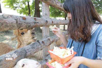 這也算是旅行吧~天津動物園的草泥馬之旅~gogogo