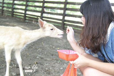 這也算是旅行吧~天津動物園的草泥馬之旅~gogogo