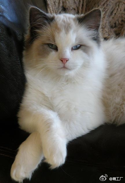 大胆猫奴，见了本王还不快请安！