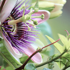 Passion Flower