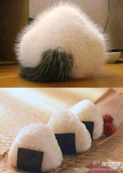 ( ⊙o⊙ )哇，饭团