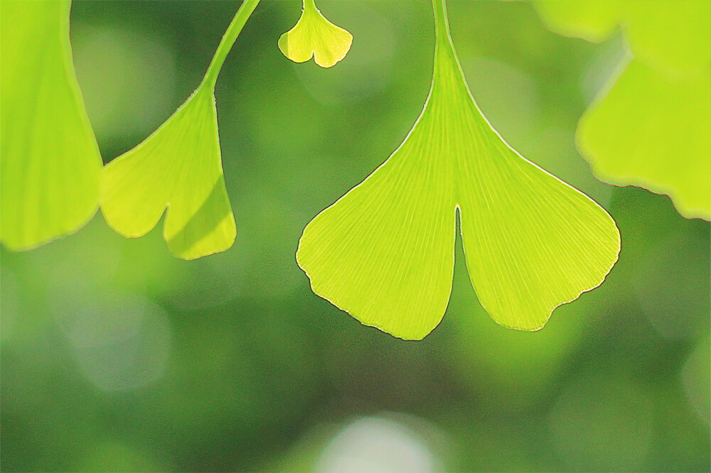 花香满径