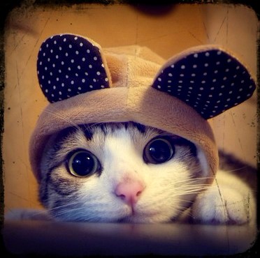 喵星人 爱吧网：http://i8i8i8.com 爱吧男女：http://i8i8i8.com/i8