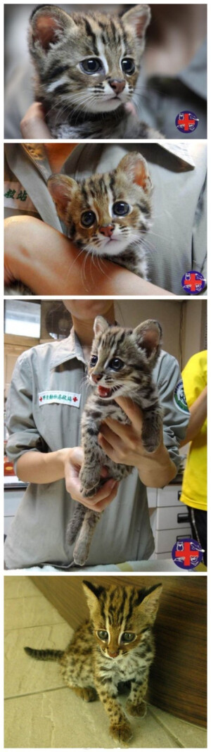 【果园整地挖出小豹猫】台湾苗栗果园，一罗姓妇人日前在整理山坡开发地时，意外挖到一只「小野猫」，小家伙花色漂亮。妇人把它带回家照顾1个月，上网查询意外得知竟是台湾一级保育动物豹猫，27日赶紧将它送到野生动物急救站。未来工作人员将对它进行野放训练，让小豹猫慢慢练习在野外生存。