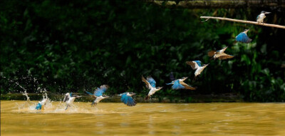 这是一幅处理后照片类的决赛作品，由来自新加坡的C.S. Ling拍摄，照片上，一只白颈翠鸟在婆罗洲京那巴塘岸（Kinabatangan）河“匆匆用过下午点心”后，从水里振翅而出。摄影师Ling的记述：“这组照片用带500mm镜头的…