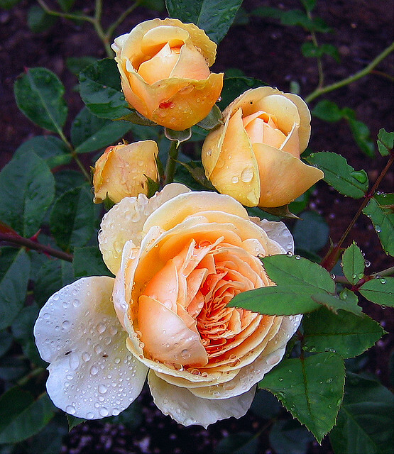 欢笑格鲁吉亚teasinggeorgia