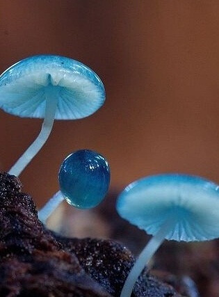 Mycena interrupta（炫蓝蘑菇）,俗称“精灵的梧桐”（Pixies' Parasol）,是蘑菇的一种。是冈瓦纳植物区系,属于真菌。在澳大利亚、新西兰、新喀里多尼亚和智利地区都可以看到它的踪影。