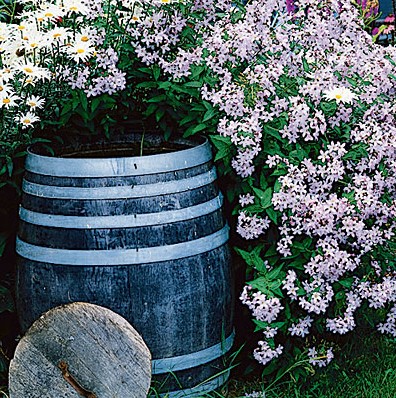 Cottage Garden