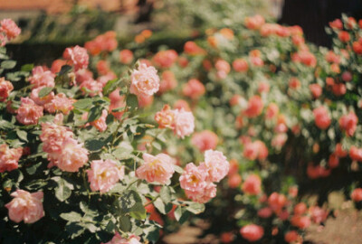 合眼，便是你的如花笑靥。