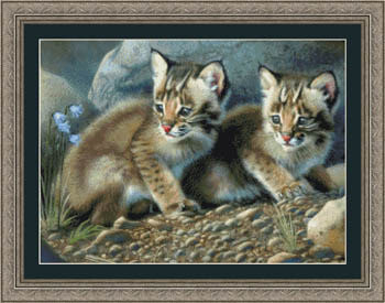 Bobcat Kittens