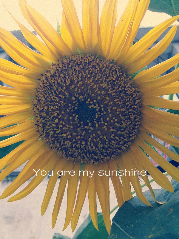 单位大院里的向日葵，简单加个色就很美。you are my sunshine