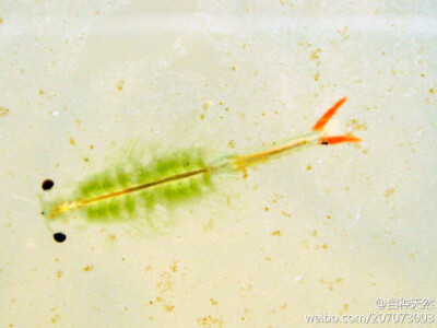 碧波仙子~ { 枝额虫，别称仙女虾，英文名：fairy shrimp，摄影：idua_japan }