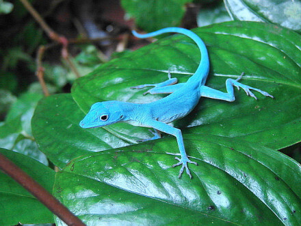 摘下蓝天，披在身上！ {天蓝安乐蜥，学名：Anolis gorgonae 摄影：Diego Cardeñosa}