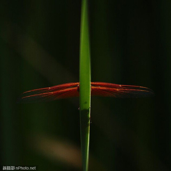 火焰蜻蜓，华丽的停落在青草上：夏天的池塘边，火焰蜻蜓华丽的停落在青草上，它的翅膀与青草正好构成一个“十”字。摄影：by Tim Jones