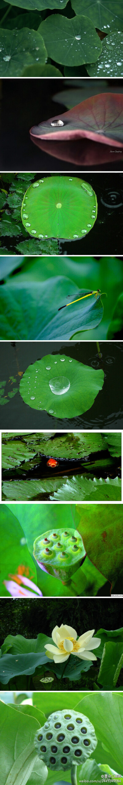 菡萏香销翠叶残，西风愁起绿波间