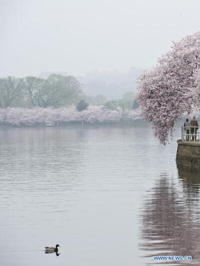 樱花彼岸