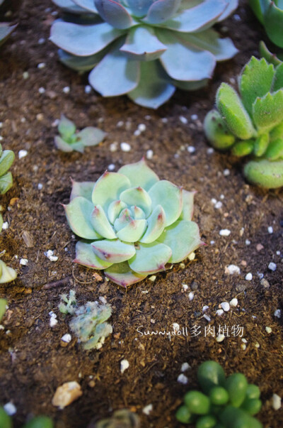 【多肉植物——吉娃莲】 红尖尖简直美死了啊~~