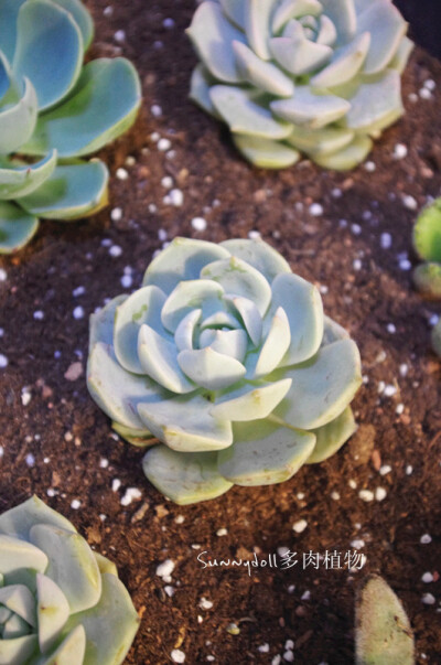 【多肉植物——露娜莲】 图里的颜色没有晒出来，秋天开始颜色会变好看！ 晒后叶片会变得有点粉粉的，边边比较浅色~ 个头足，有根，十分可爱哈！