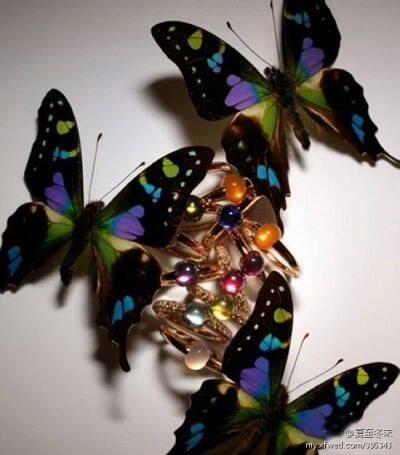 “蝶影·映像”这组珠宝片中，他将宝曼兰朵（Pomellato）珠宝与被赋予着斑斓生命意象的蝶相融合，通过玩转色彩与光影的魔力展现出珠宝所蕴含的勃勃生机。