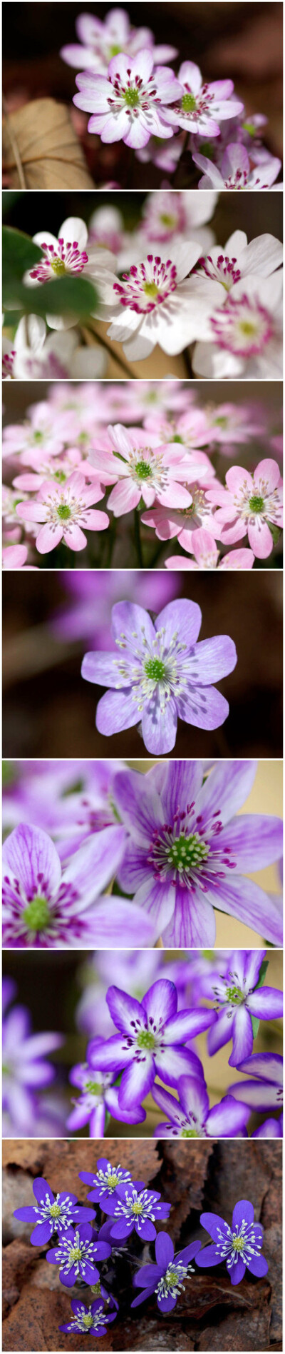 #花瓣花语录#雪割草，毛茛科草本。生长在...