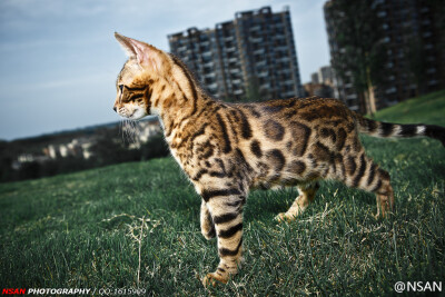 豹猫星球的孟加拉豹猫，瞿大赖