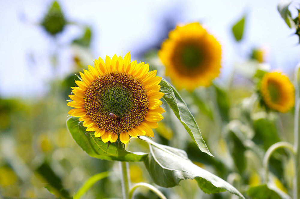 sunflower