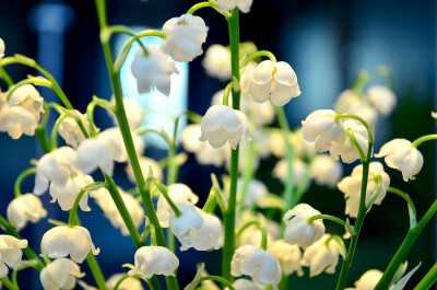 Photograph Lily of the valley by Marina Frolenkova on 500px