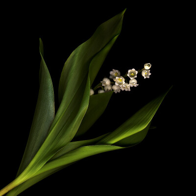 Photograph LE MUGUET du PREMIER MAY... by Magda indigo on 500px