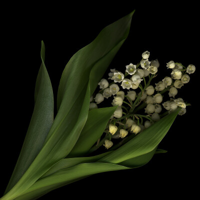 Photograph WELCOME MAY! FIRST of MAY, MUGUET DAY! by Magda indigo on 500px