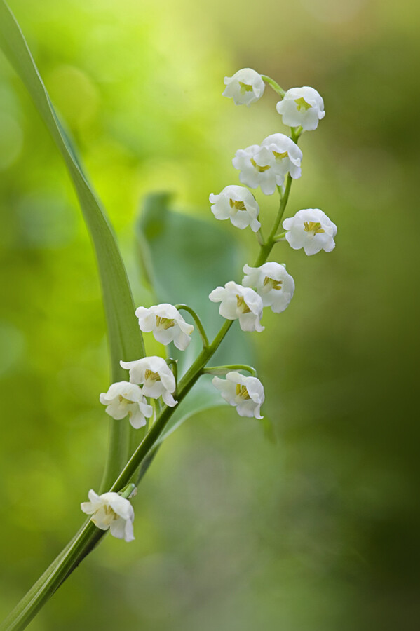 Photograph Scent of spring by Jacky Parker on 500px