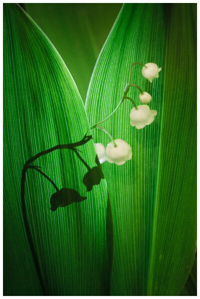 Photograph Lily of the Valley by Simon Benedičič on 500px