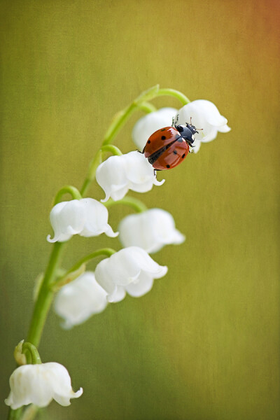 Photograph Lady in White by Jacky Parker on 500px