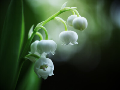 Photograph Lily of the valley by akashiro kiiro on 500px