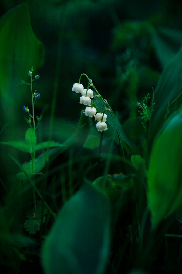 Photograph In the grass by Olga Sushkova on 500px