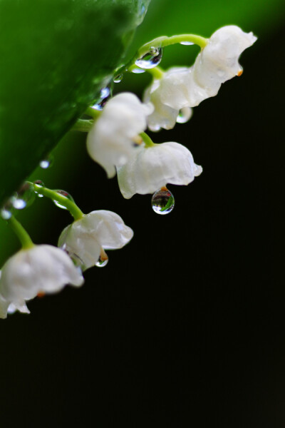 Photograph Holy Mother&#39;s tears by Chishou Nakada on 500px