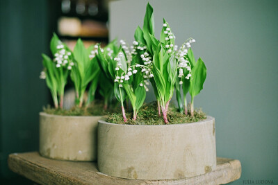 Photograph Lily of the valley by Julia Ludova on 500px