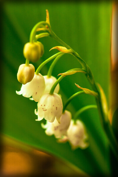 Photograph Lily of the valley... by Vitya Prujinkin on 500px