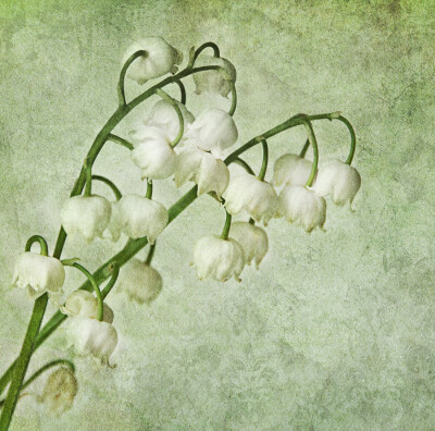 Photograph lily of the valley by Claudia Moeckel on 500px